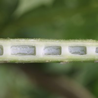 Carica papaya L.